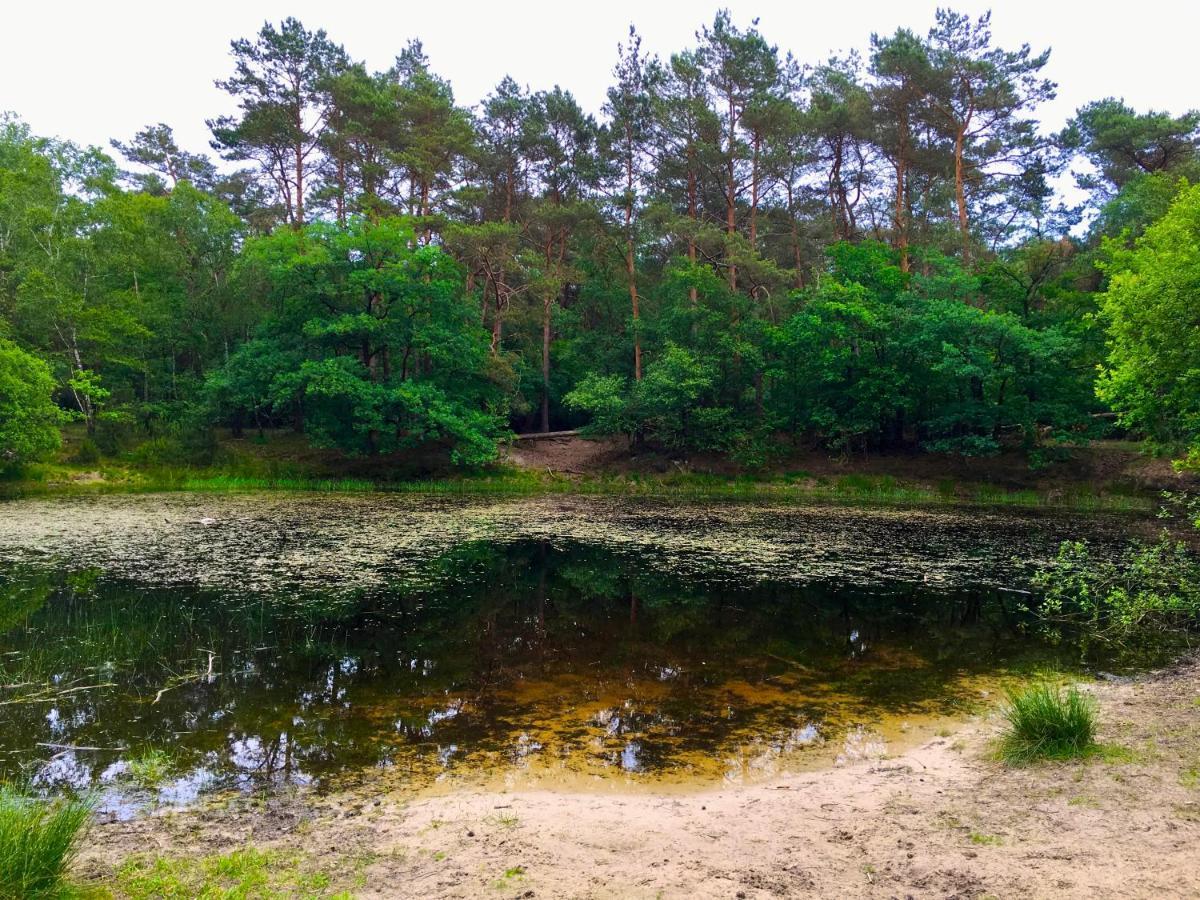 Wilde Moeflon, Geniet Van De Vrije Natuur! Otterlo Ngoại thất bức ảnh